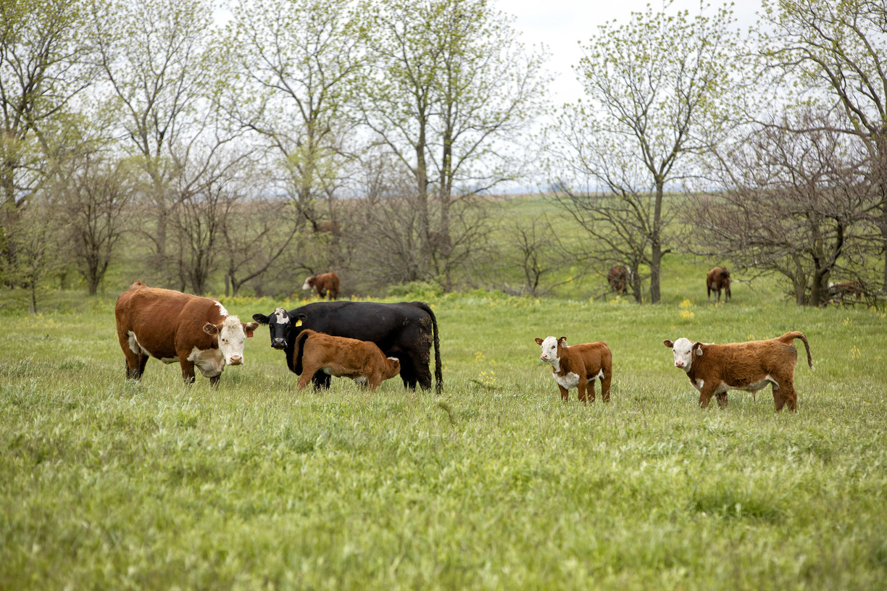 HERD NIRVANA